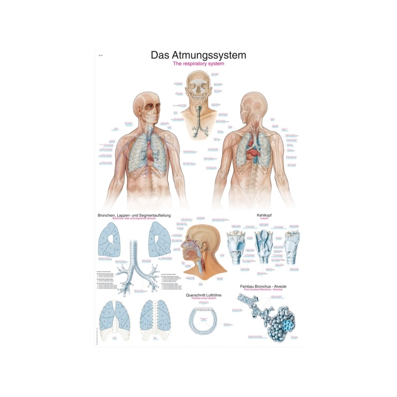 Diagram Dihalni sistem, 50x70cm (Angleško)