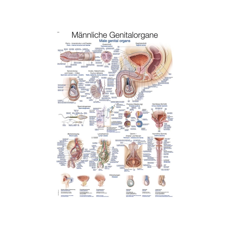 Graf Moški spolni organi, 50x70cm (Angleško)