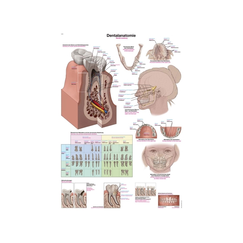 Diagram Anatomija zob, 50x70cm (Angleško)
