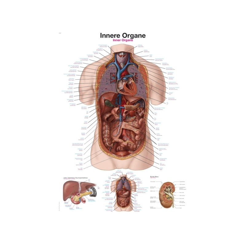 Diagram Notranji organi, 50x70cm (Angleško)