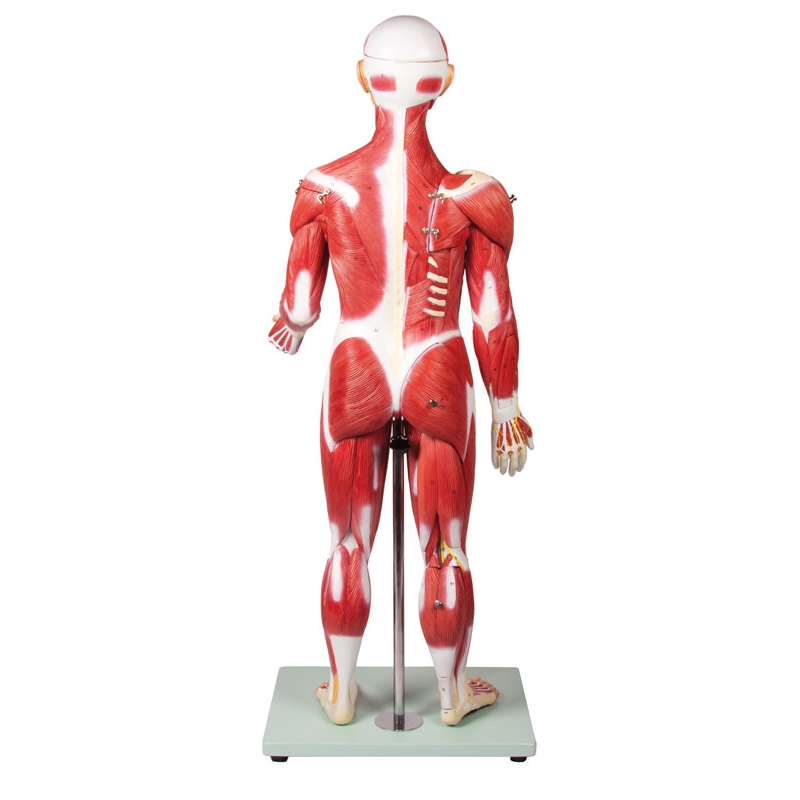Mišična figura, 30 delov, 85 cm