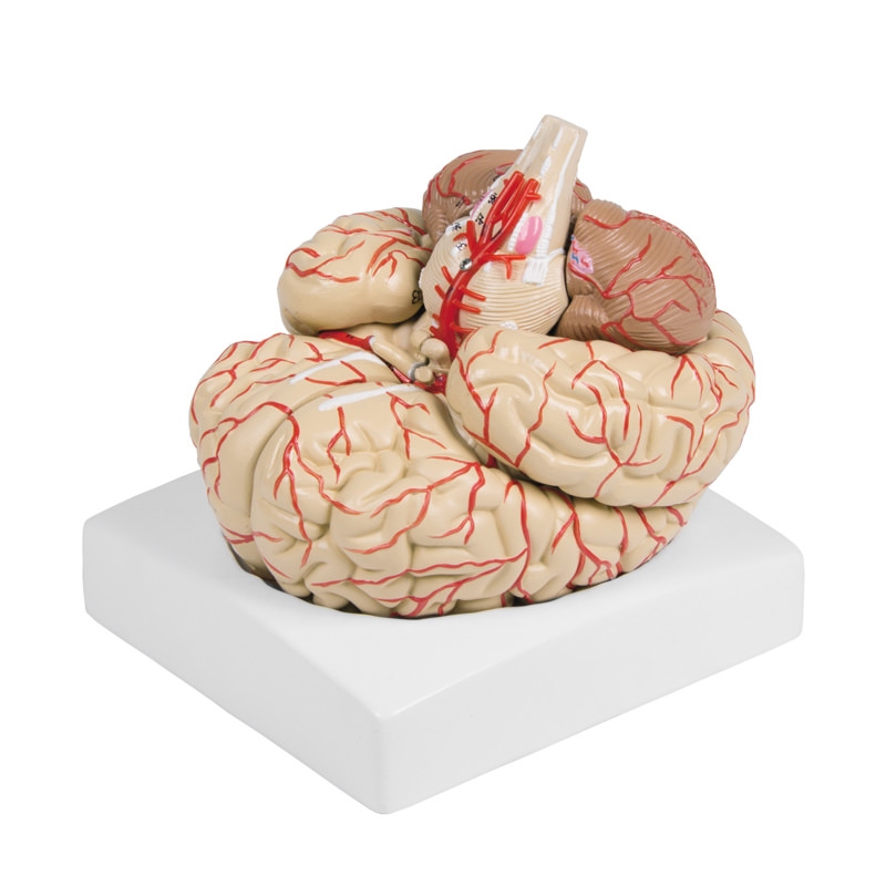 Model možganov, 9-delni z arterijami