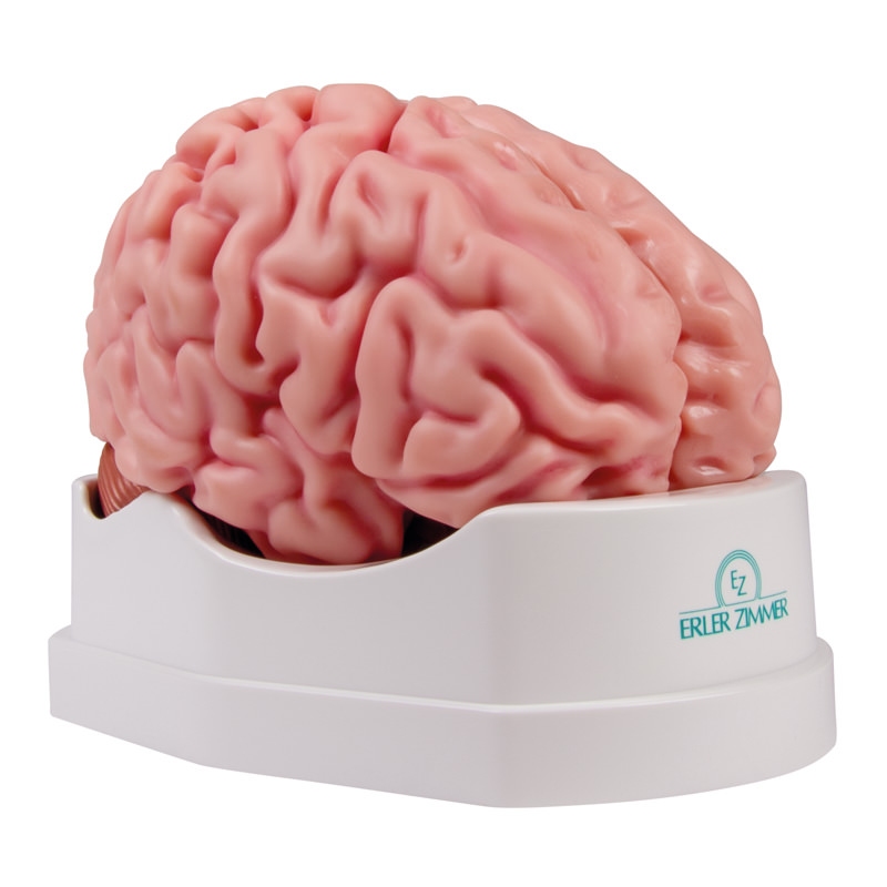 Anatomski model možganov v naravni velikosti, 5 delov - EZ Augmented Anatomy