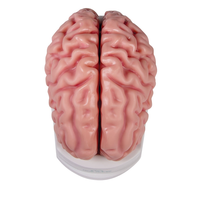 Anatomski model možganov v naravni velikosti, 5 delov - EZ Augmented Anatomy