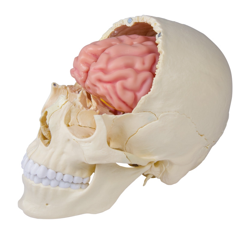 Anatomski model možganov v naravni velikosti, 5 delov - EZ Augmented Anatomy