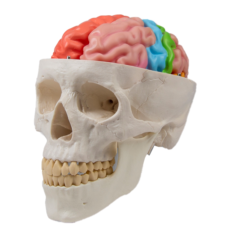 Funkcionalni in regionalni model možganov, v naravni velikosti, 5 delov - EZ Augmented Anatomy
