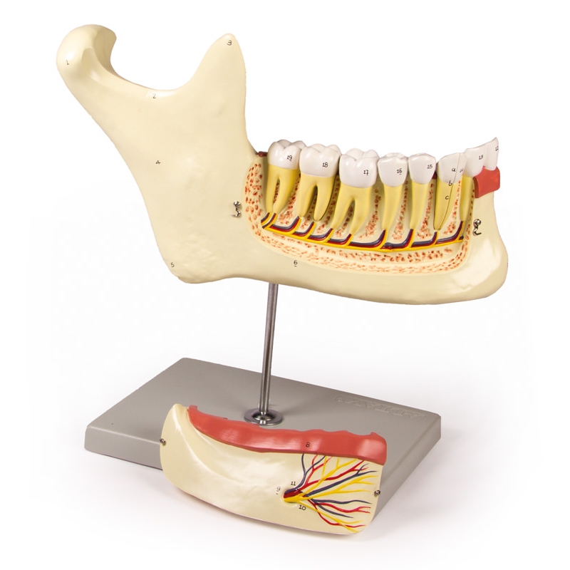 Lower jaw, 6 parts