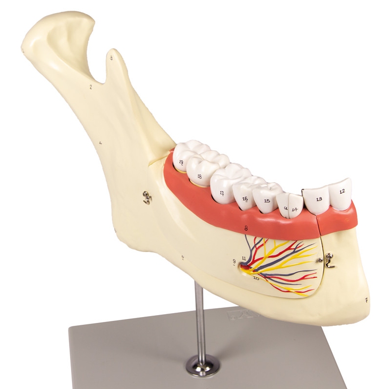 Lower jaw, 6 parts