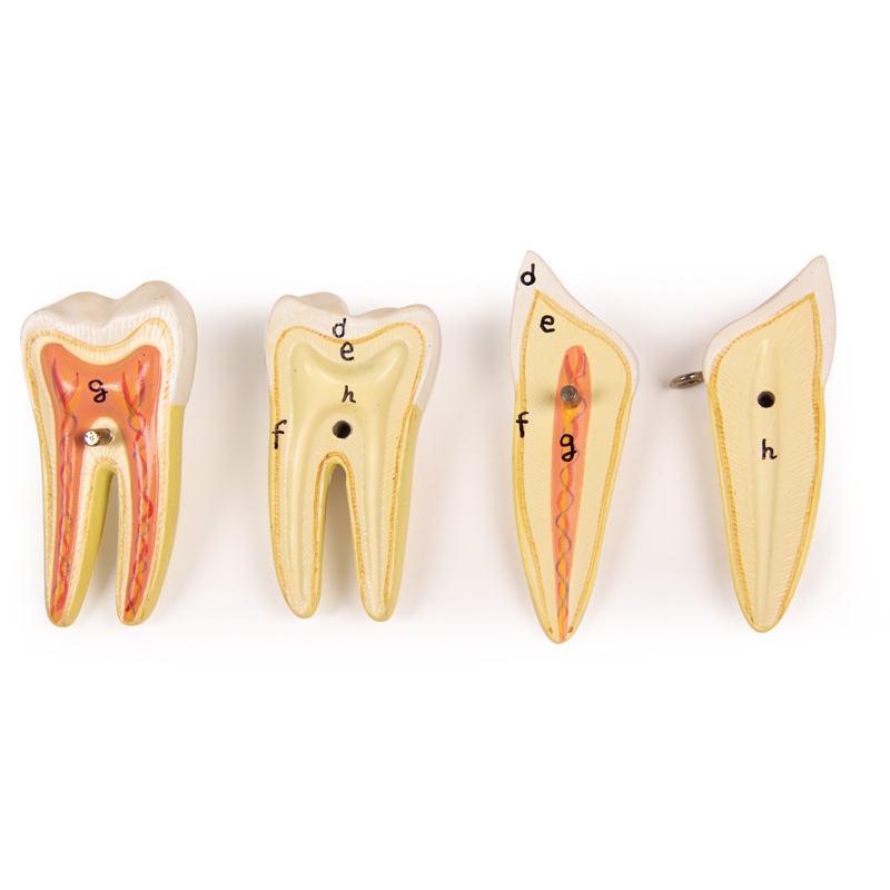 Lower jaw, 6 parts