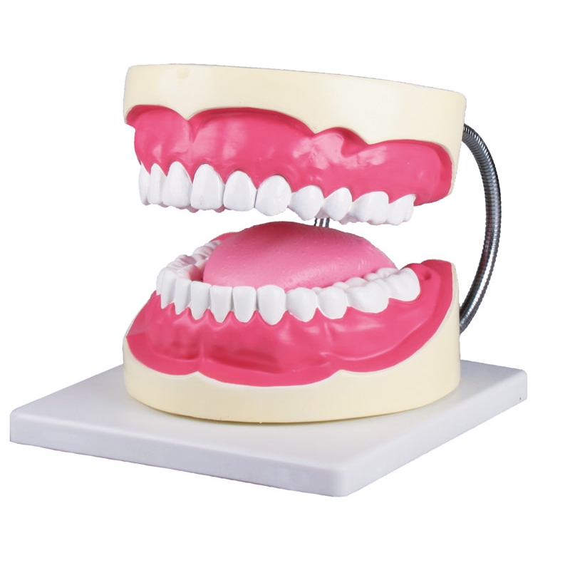Model ustne higiene v 3-kratni naravni velikosti