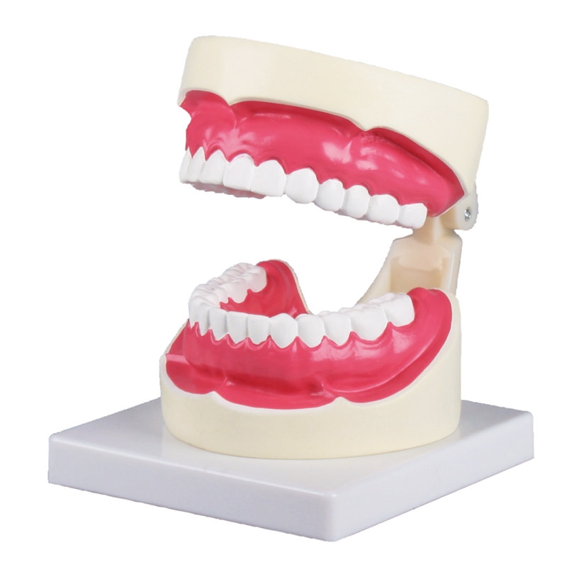model ustne higiene v 1,5-kratni naravni velikosti