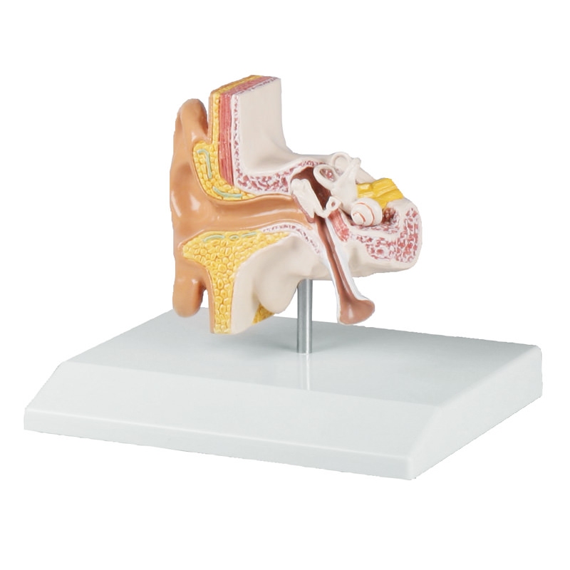 Model ušesa v 1,5-kratni naravni velikosti - EZ Augmented Anatomy