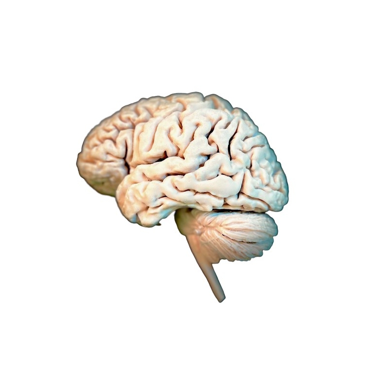 Možgani, 1 kos