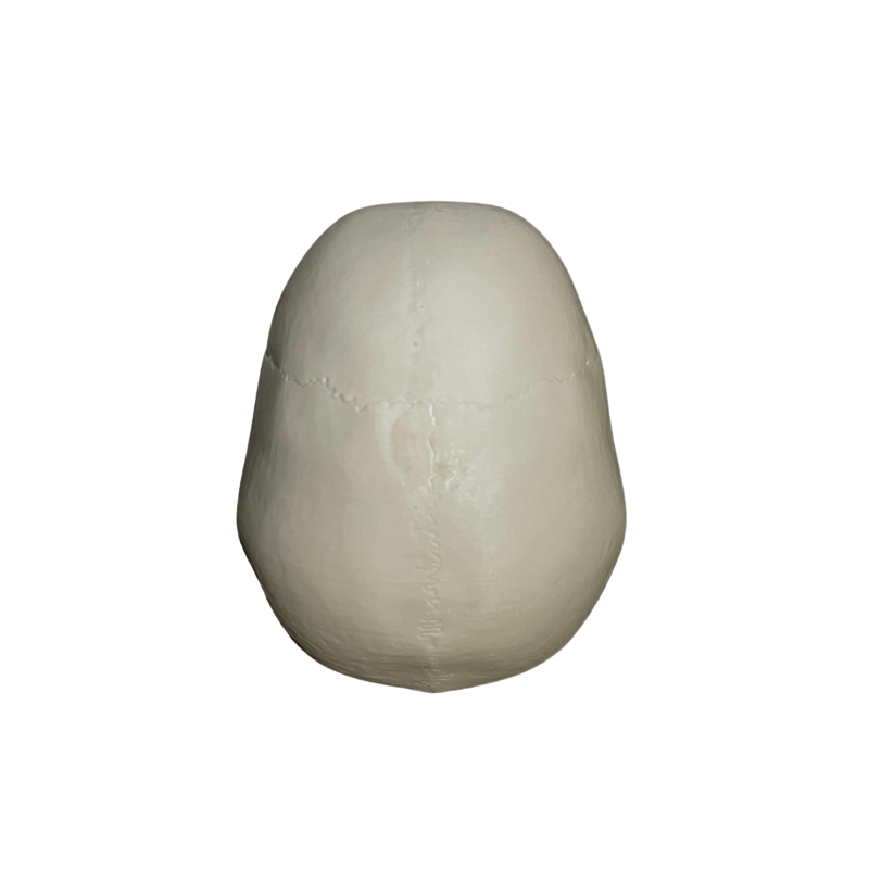 Odprtine z luknjami Calvarium