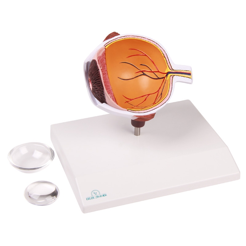 Povečana polovica očesa - EZ Augmented Anatomy