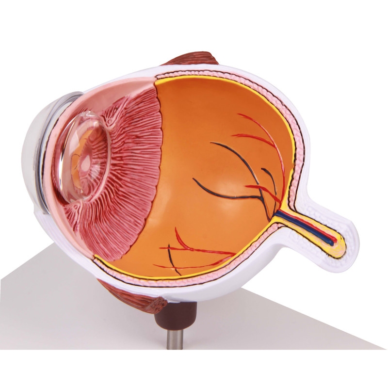 Povečana polovica očesa - EZ Augmented Anatomy