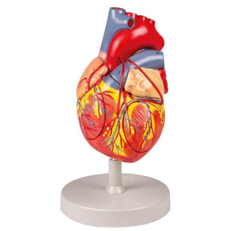 Srce z obvodom, 2x v naravni velikosti, 4 deli