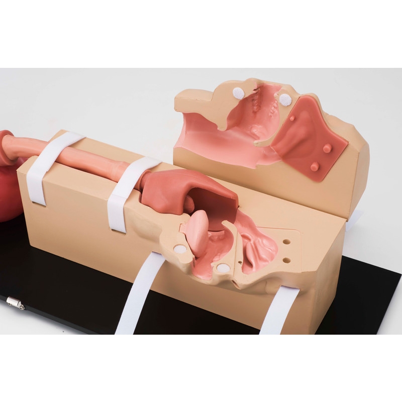 Simulator EGD (ezofagoGastroDuodenoskopija)