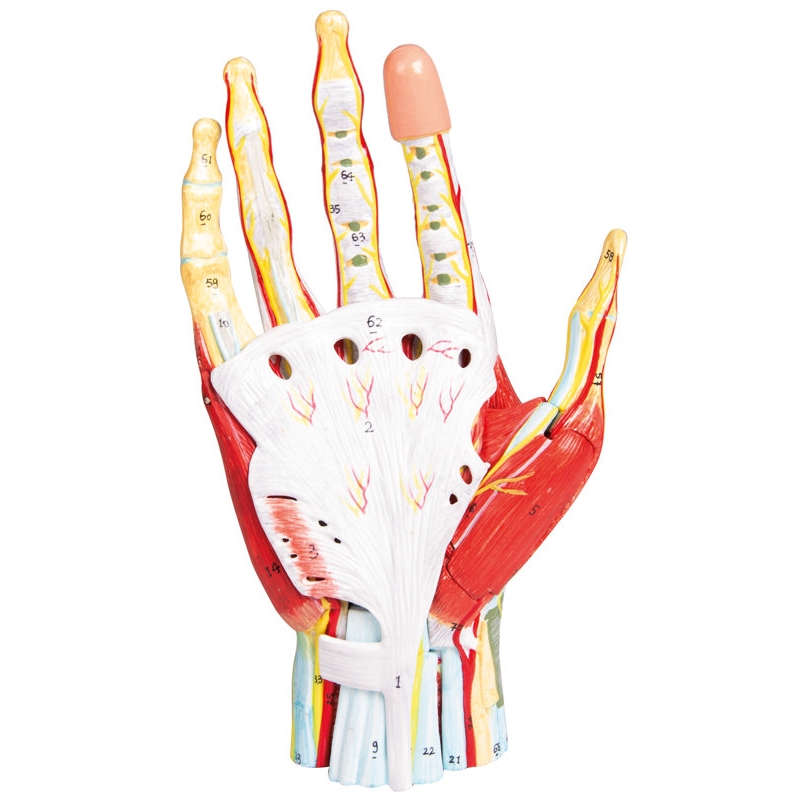 Regionalna anatomija roke, 7 delov