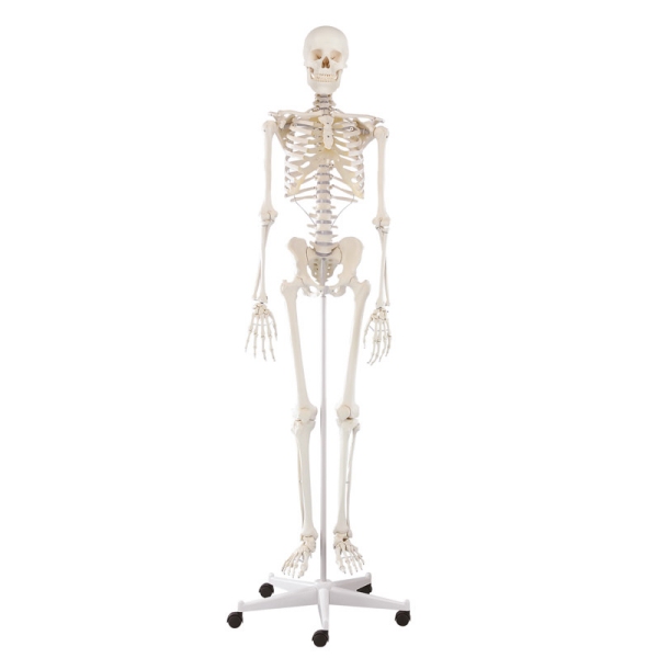 Skelet 