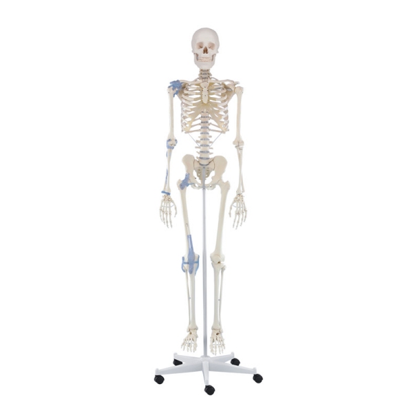 Skelet 