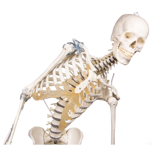 Skelet 