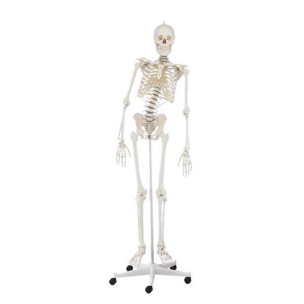 Skelet 