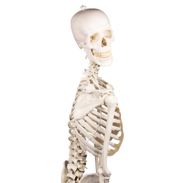Skelet 