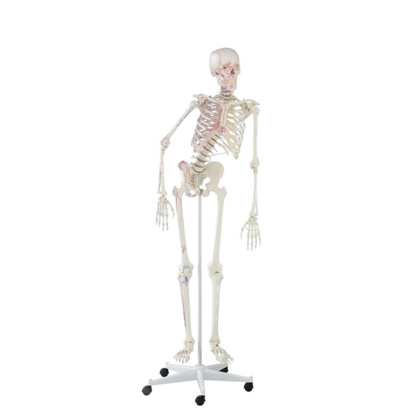 Skelet 