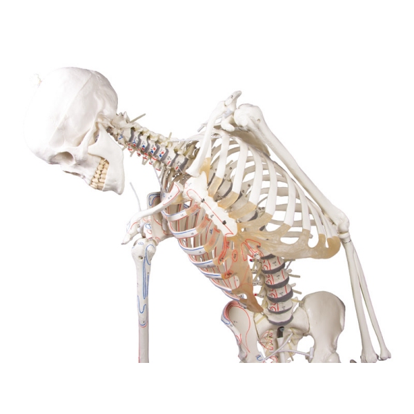 Skelet 