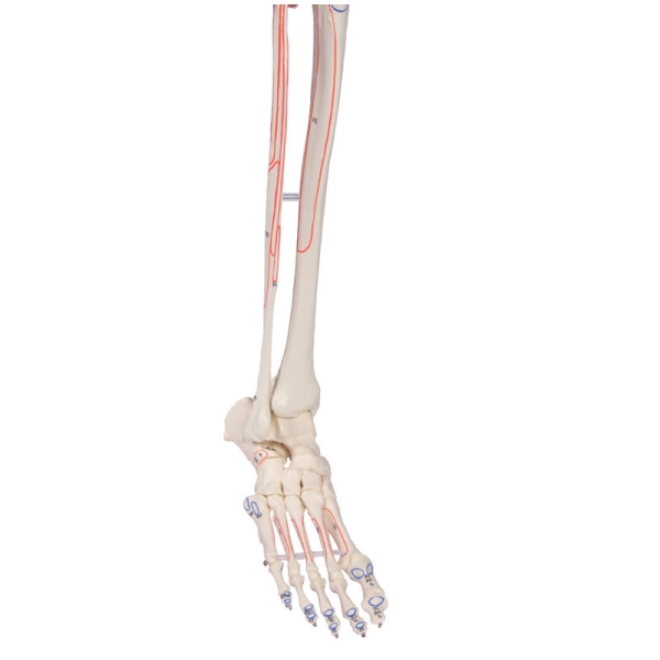 Skelet 