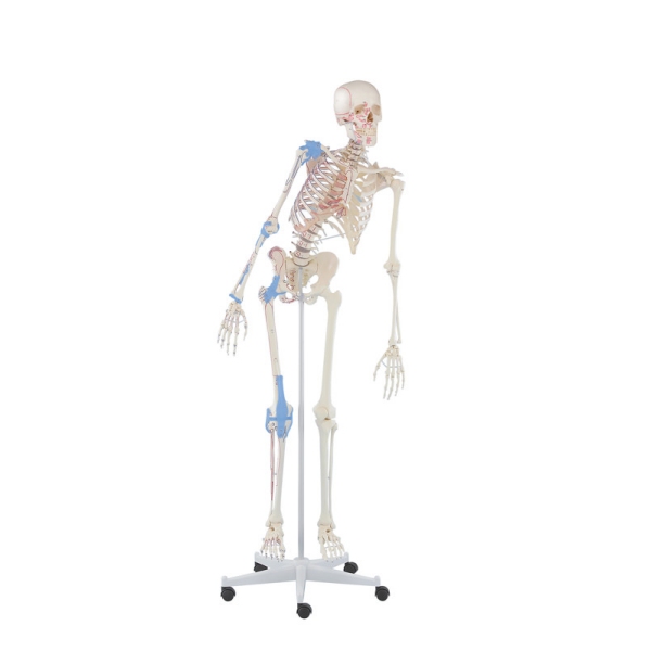 Skelet 