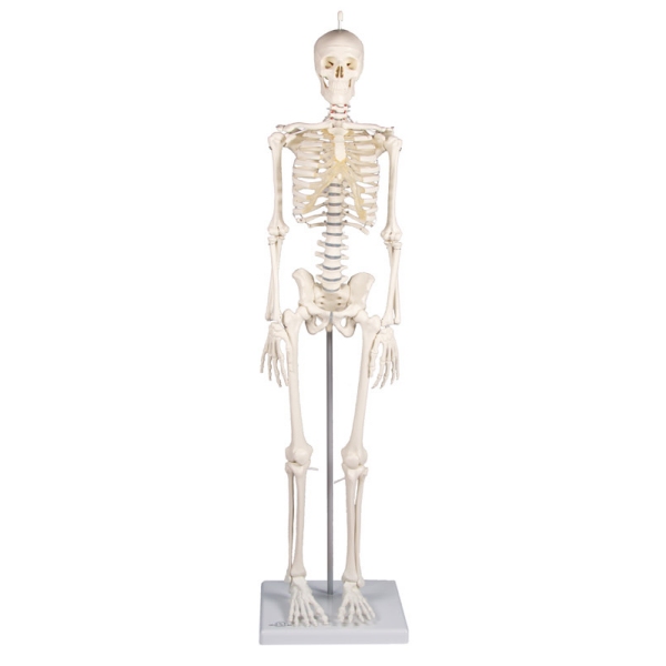 Miniaturni skelet 