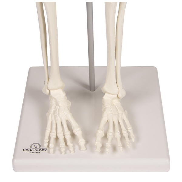 Miniaturni skelet 