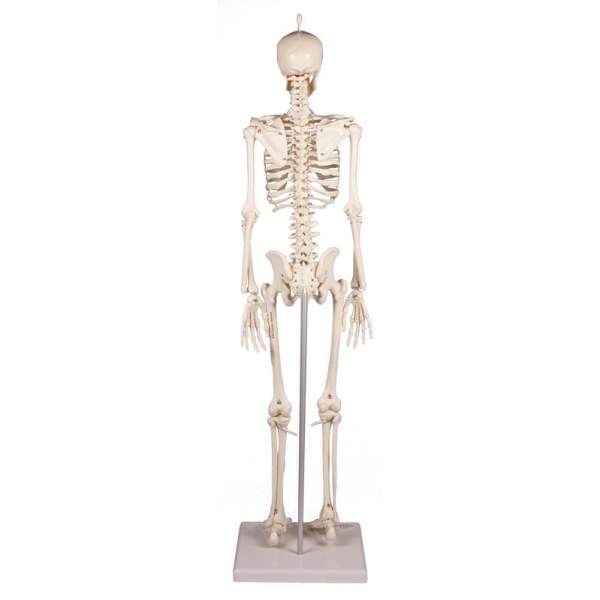 Miniaturni skelet 