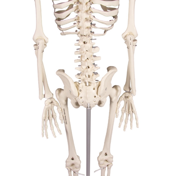 Miniaturni skelet 