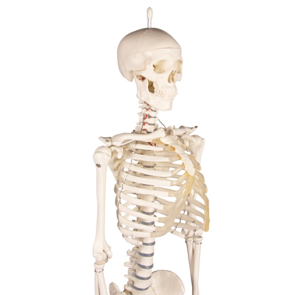 Miniaturni skelet 