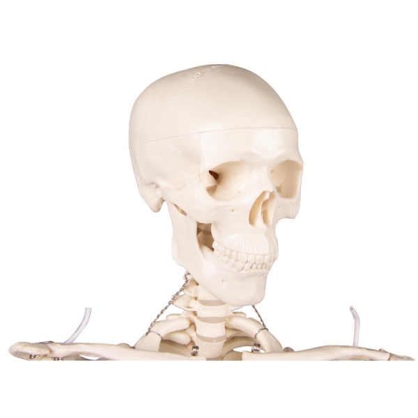 Miniatura okostnjak 