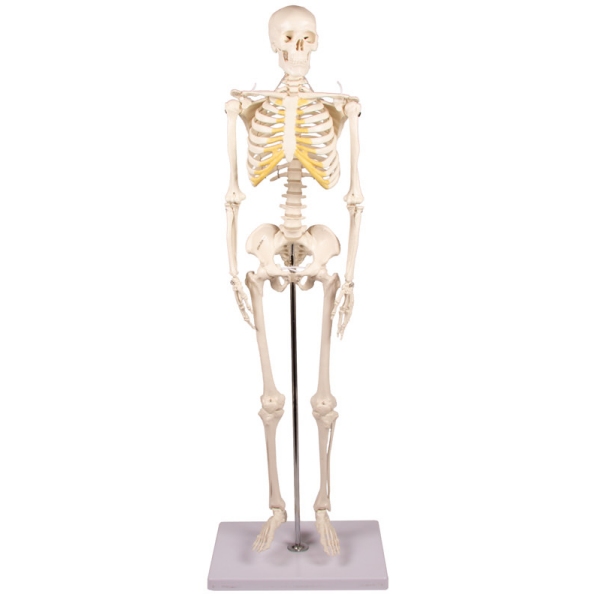 Miniatura okostnjak 