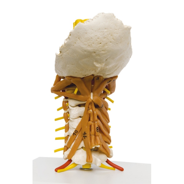 Vratna hrbtenica z vratno muskulaturo