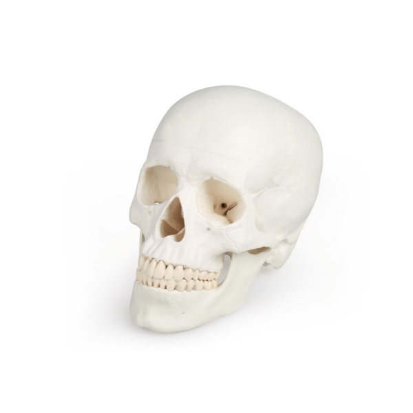 Model lobanje, 3 deli - EZ Augmented Anatomy