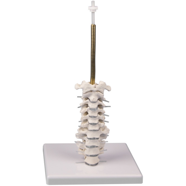 Model lobanje, 3 deli s stojalom za lobanjo in vratno hrbtenico