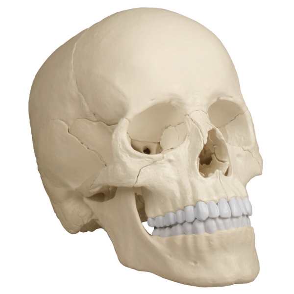 Osteopatski model lobanje, 22 delov, anatomska različica - EZ Avgmentirana anatomija