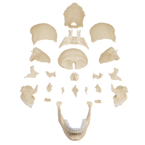 Osteopatski model lobanje, 22 delov, anatomska različica - EZ Avgmentirana anatomija