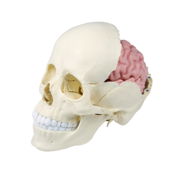 Osteopatski model lobanje, 22 delov, anatomska različica - EZ Avgmentirana anatomija