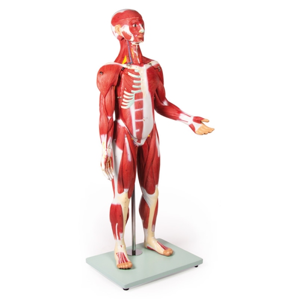 Mišična figura, 30 delov, 85 cm