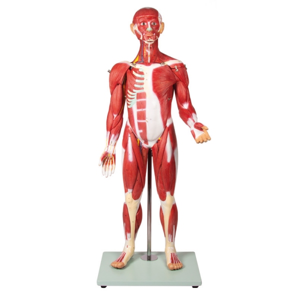 Mišična figura, 30 delov, 85 cm