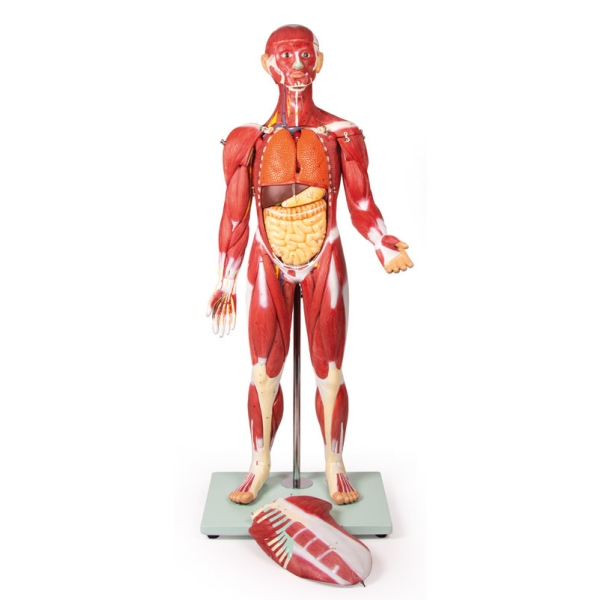 Mišična figura, 30 delov, 85 cm