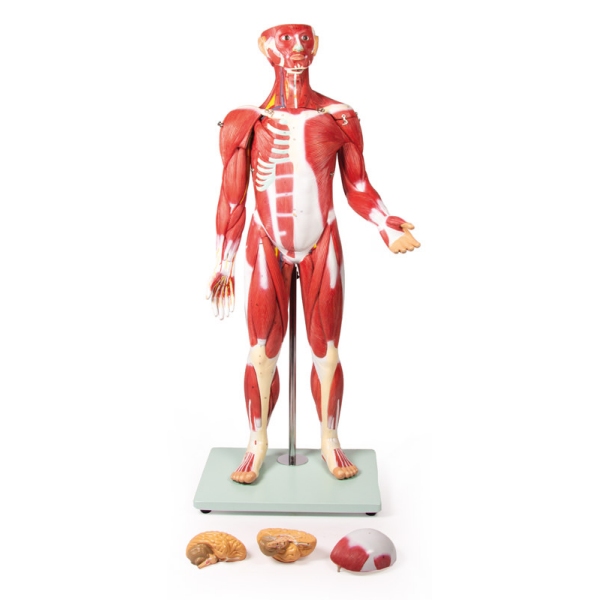 Mišična figura, 30 delov, 85 cm