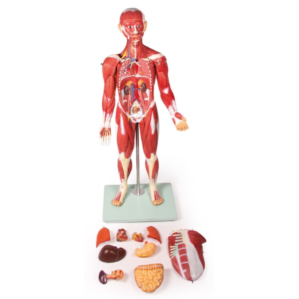 Mišična figura, 30 delov, 85 cm